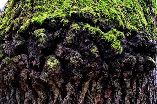 Senas Medis, Samaninis Medžio Kamienas, Gamta