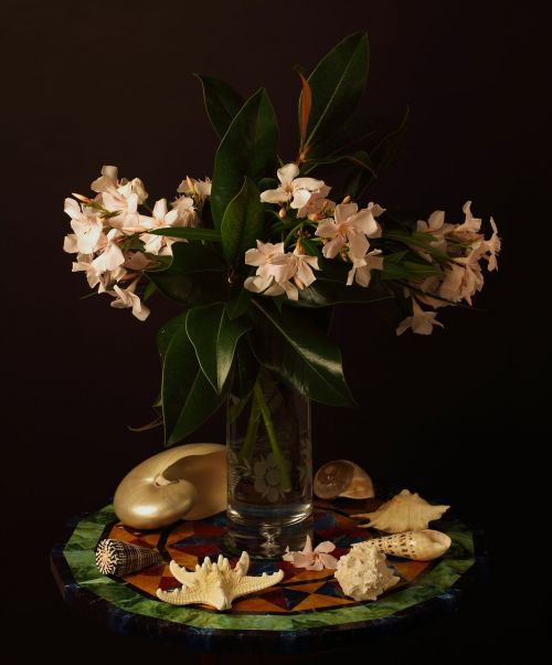 Oleander, Gėlė, Natiurmortas