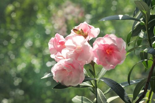 Oleander,  Graži Gėlė,  Pobūdį,  Augalas