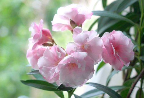 Oleander,  Gėlės,  Pobūdį,  Rausvos Gėlės,  Iš Arti