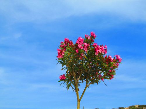 Oleander, Raudona, Bäumchen, Gėlės, Rožinis, Mėlynas Dangus