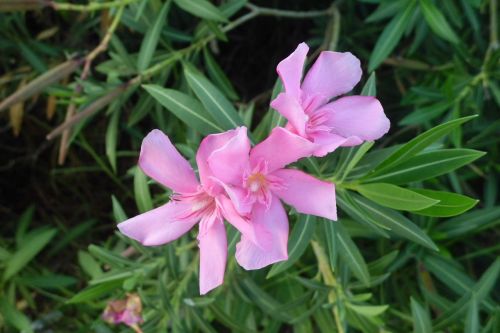 Oleander, Sodas, Gamta, Rožinis