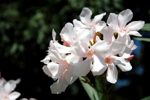 Gamta,  Augalas,  Oleander,  Balta,  Gėlė,  Žiedlapiai,  Baltas Oleanderas