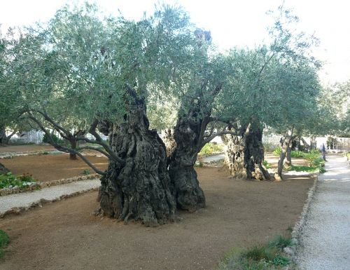 Alyvmedžiai, Jeruzalė, Izraelis