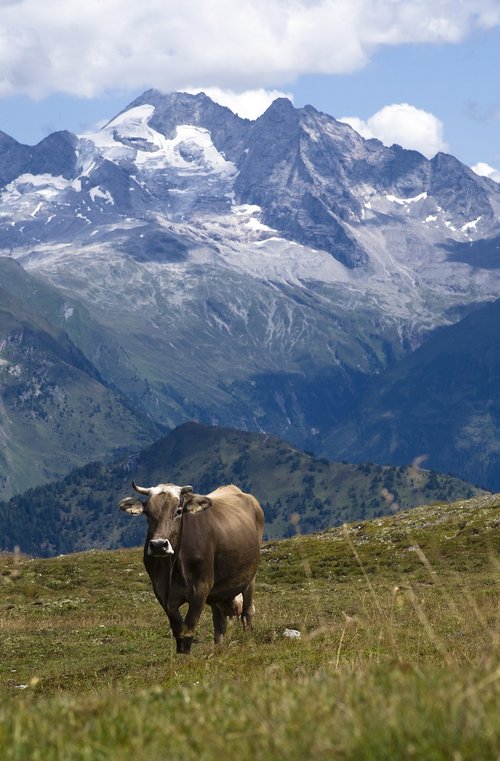 Olperer,  Karvė,  Alpine,  Austrija,  Kalnai,  Gyvūnai