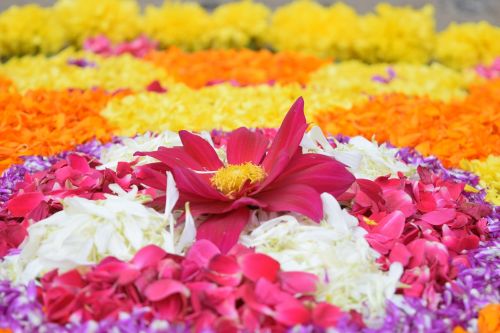 Onam, Kerala, Festivalis, Indija, Tradicinis, Hindu, Šventė, Malajalamas, Malajalio, Religija, Tiurunamas