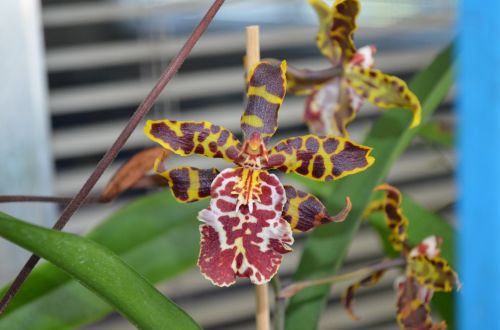 Orchidėja,  Gėlė,  Brazilija,  Oncidium Šokoladas