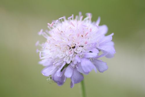 Svogūnai,  Gėlė,  Allium Hymenorrhizum,  Purpurinė Gėlė,  Laukinės Gėlės