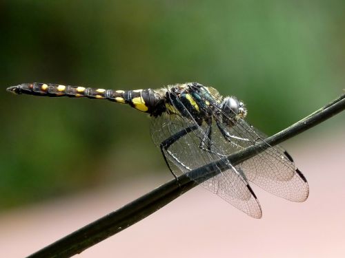 Onichothemis Testacea, Lazda, Vabzdys, Galūnė, Filialas, Sparnai, Gražus, Iš Arti, Makro, Gamta, Lauke