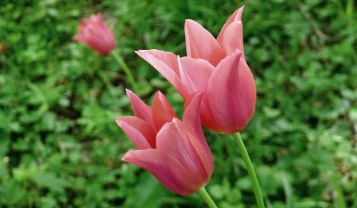 Atidaryti Tulpius, Rožinės Tulpės, Garde, Pavasaris