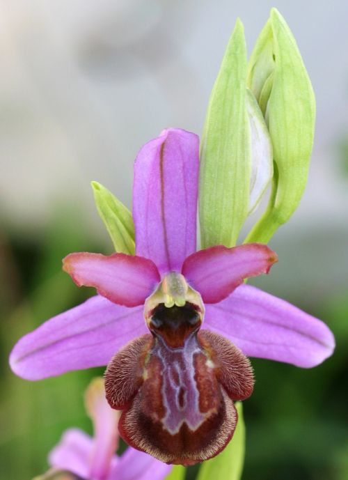 Orchidėja, Ophrys, Aveyron, Skrublendas