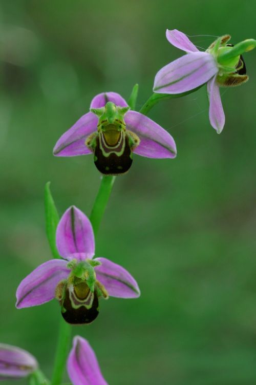 Ophrys, Bičių, Gėlė