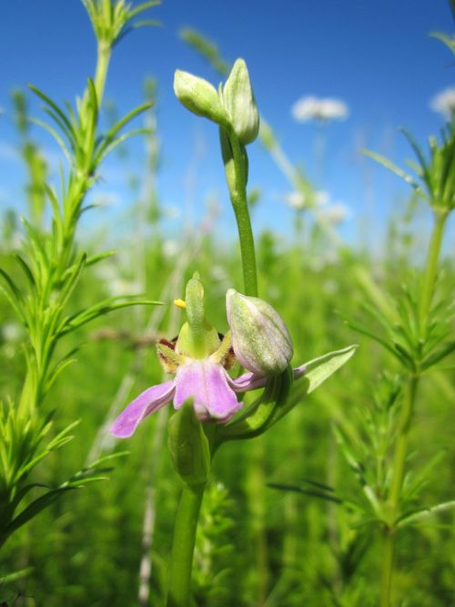 Ophrys Apifera,  Bičių Orchidėja,  Ophrys,  Wildflower,  Flora,  Botanika,  Augalas,  Rūšis