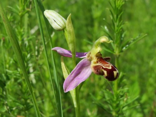 Ophrys Apifera, Bičių Orchidėja, Wildflower, Flora, Makro, Žiedas, Žiedynas, Botanika, Augalas, Rūšis