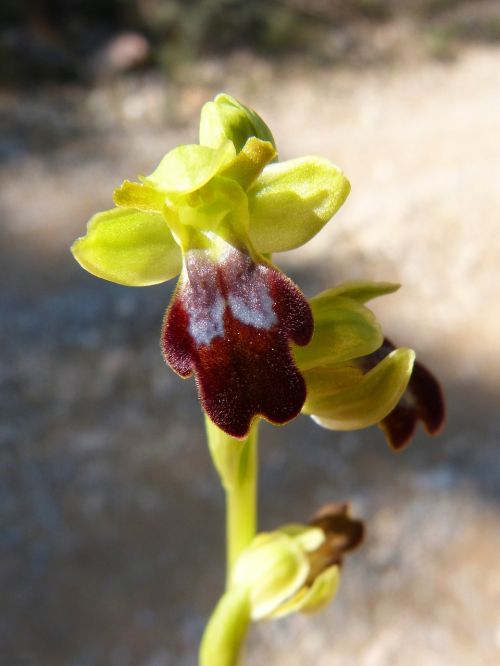Ophrys Fusca, Orchidėja, Bityna, Anksčiau, Montsant