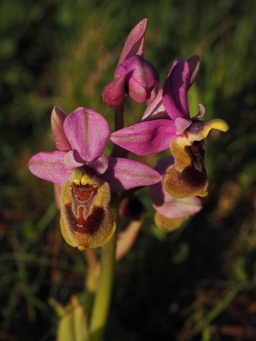 Ophrys Tenthredinifera, Orchidėja, Gėlė, Žiedas, Žydėti, Orchidaceae, Ophrys, Kerf Loz