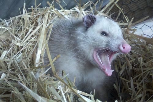 Opossum, Possum, Dantys, Kailis, Gyvūnas, Lizdas, Šiaudai, Piktas, Įkandimas, Fangs, Laukiniai