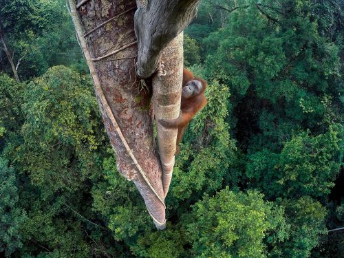 Orangutanas, Nacionalinė Geografija, Nugalėtojas, Žalias, Gamta, Tapetai