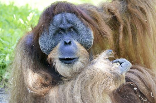 Orang Utan, Miškas Žmogus, Borneo, Beždžionė, Gresia Pavojus, Raudona, Ape, Kailis, Gražus, Žmogus