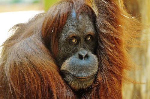 Orang Utan, Beždžionė, Mielas, Juokinga, Zoologijos Sodas, Gyvūnas, Pūkuotas, Tierpark Hellabrunn