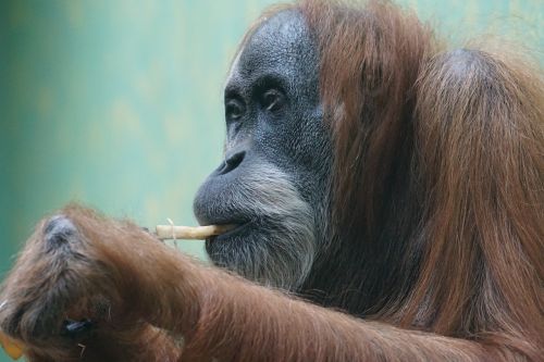 Orang-Utan, Primatas, Beždžionė, Senojo Pasaulio Beždžionė, Ape, Gyvūnų Portretas, Pongo Abelli