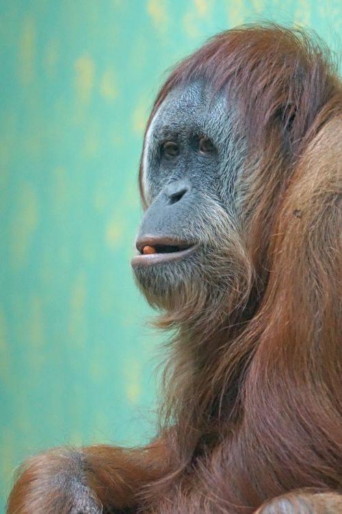 Orang-Utan, Senojo Pasaulio Beždžionė, Ape, Primatas, Medžio Alpinistras, Atogrąžų Miškai, Portretas, Pongo Abelii