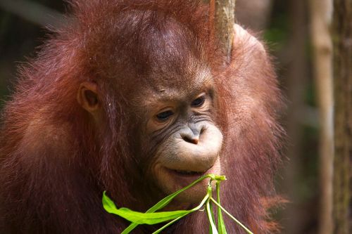 Orang-Utan, Laukiniai, Borneo, Primatas, Ape, Džiunglės, Žinduolis, Plaukuotas, Nykstantis, Raudona
