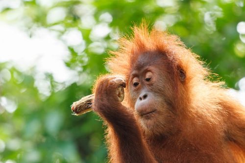 Orang-Utan, Kūdikis, Beždžionė, Orang Utan, Borneo, Zoologijos Sodas, Beždžionė, Kailis, Saldus, Gresia Pavojus, Raudona, Ape, Griežtai Apsaugota, Beždžionė, Orangutanas, Žmogus