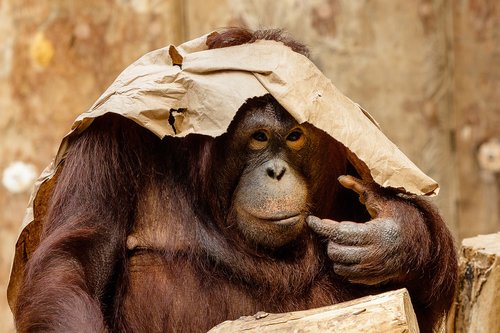 Orang Utan,  Beždžionė,  Primatų,  Gyvūnas,  Gyvūnijos Pasaulyje,  Žinduolis,  Zoo,  Krefeld,  Veido Išraiška,  Orangutanai,  Krefeld Zoo
