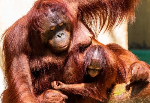 Orang Utan,  Beždžionė,  Primatų,  Orangutanai,  Gyvūnas,  Žinduolis,  Gyvūnijos Pasaulyje,  Orang Utan Motinos,  Vaikas,  Motina Ir Vaikas