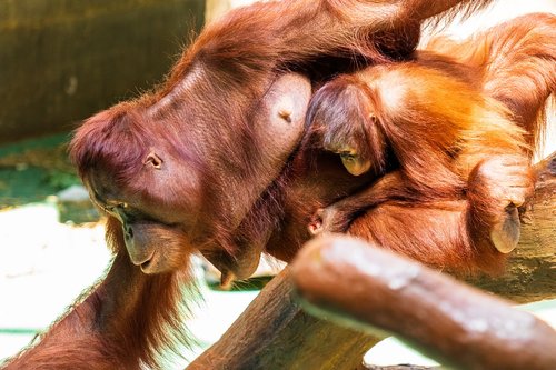 Orang Utan,  Beždžionė,  Primatų,  Orangutanai,  Gyvūnas,  Žinduolis,  Gyvūnų Pasaulyje Orangutangas Motina,  Vaikas,  Motina Ir Vaikas