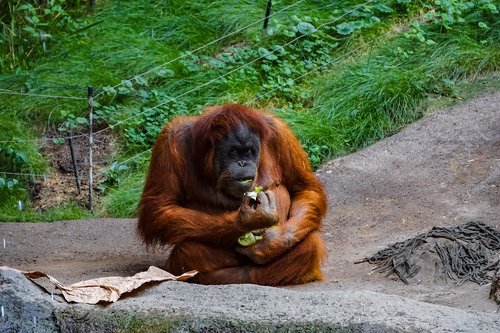 Orang Utan,  Beždžionė,  Primatų,  Žinduolis,  Orangutangas,  Zoo,  Gyvūnų,  Oranžinė,  Kailis