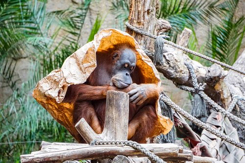 Orang Utan,  Beždžionė,  Primatų,  Žinduolis,  Zoo,  Orangutangas,  Kailiai,  Miegas