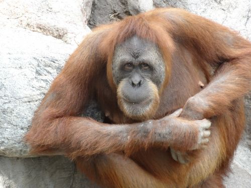 Orang Utan, Zoologijos Sodas, Beždžionė, Ape, Primatas, Gamta, Oranžinė, Ruda