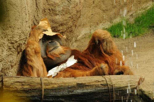 Orang Utan, Zoologijos Sodas, Gyvūnas, Beždžionė