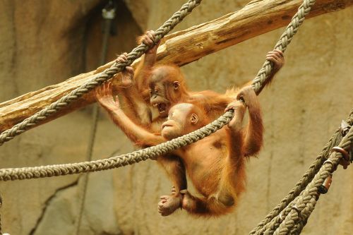Orang Utan, Zoologijos Sodas, Gyvūnas, Beždžionė, Kūdikis