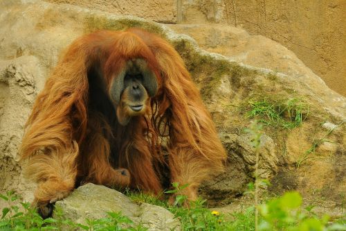 Orang Utan, Zoologijos Sodas, Gyvūnas, Beždžionė