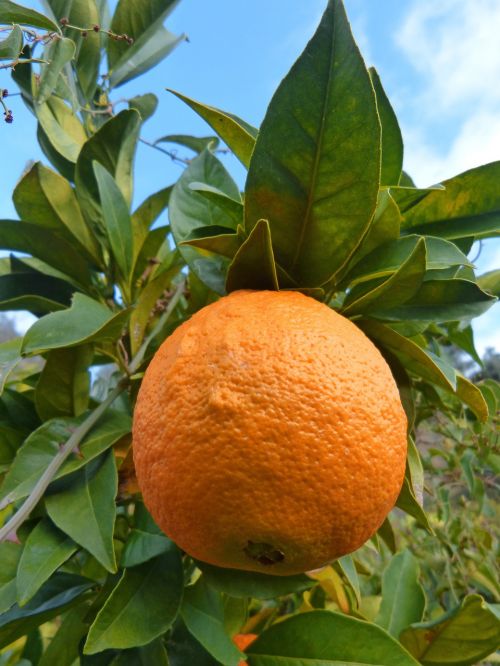 Oranžinė, Naranjo, Medis