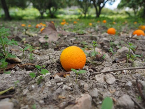 Oranžinė, Vaisiai, Prinokę, Netikėtas, Citrusinis Vaisius, Sveikas, Vitaminai, Skanus