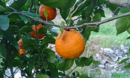 Oranžinė, Naranjo, Medis, Vaisiai, Citrusiniai