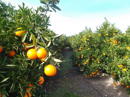 Oranžinė, Apelsinai, Citrusinis Vaisius, Vaisiai