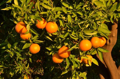 Oranžinė, Vaisiai, Medis, Citrusiniai, Ispanija