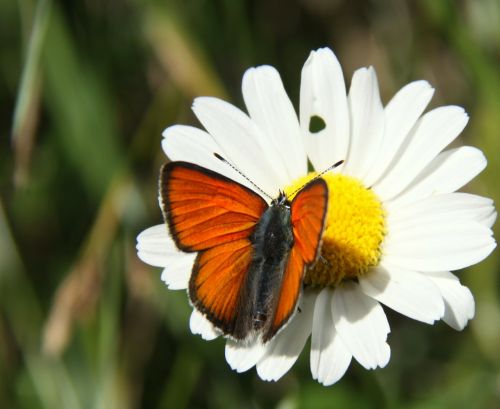 Oranžinė, Gamta, Drugelis