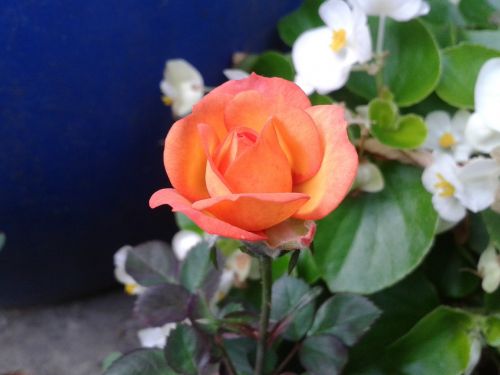 Oranžinė, Rožė, Gėlė