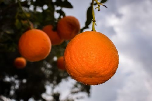 Oranžinė, Vaisiai, Sveikas, Šviežumas, Žemdirbystė