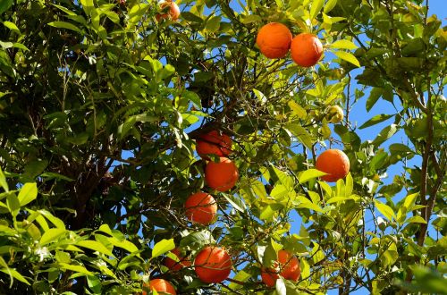 Oranžinė, Oranžinis Medis, Vaisiai, Citrusiniai Vaisiai, Krūmas, Sultingas, Vaisiai, Sveikas