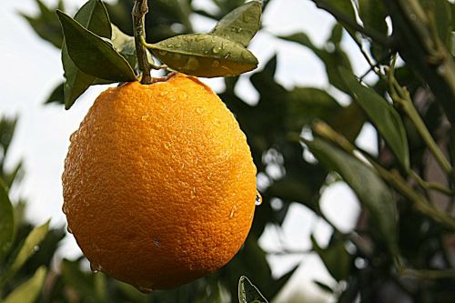 Oranžinė, Citrusiniai, Tucson Arizona, Citrusinis Vaisius, Vaisiai, Sultingas, Šviežias