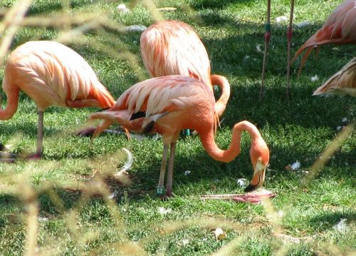 Oranžinė, Flamingos, Gyvūnas, Paukštis, Gražus, Spalvinga