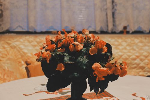 Oranžinė, Gėlės, Vazos