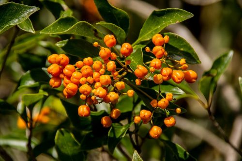Apelsinų Uogos, Medis, Vaisiai, Auranticarpa Rhombifolium, Deimantinio Lapo Pittosporumas, Gimtoji, Australia, Queensland